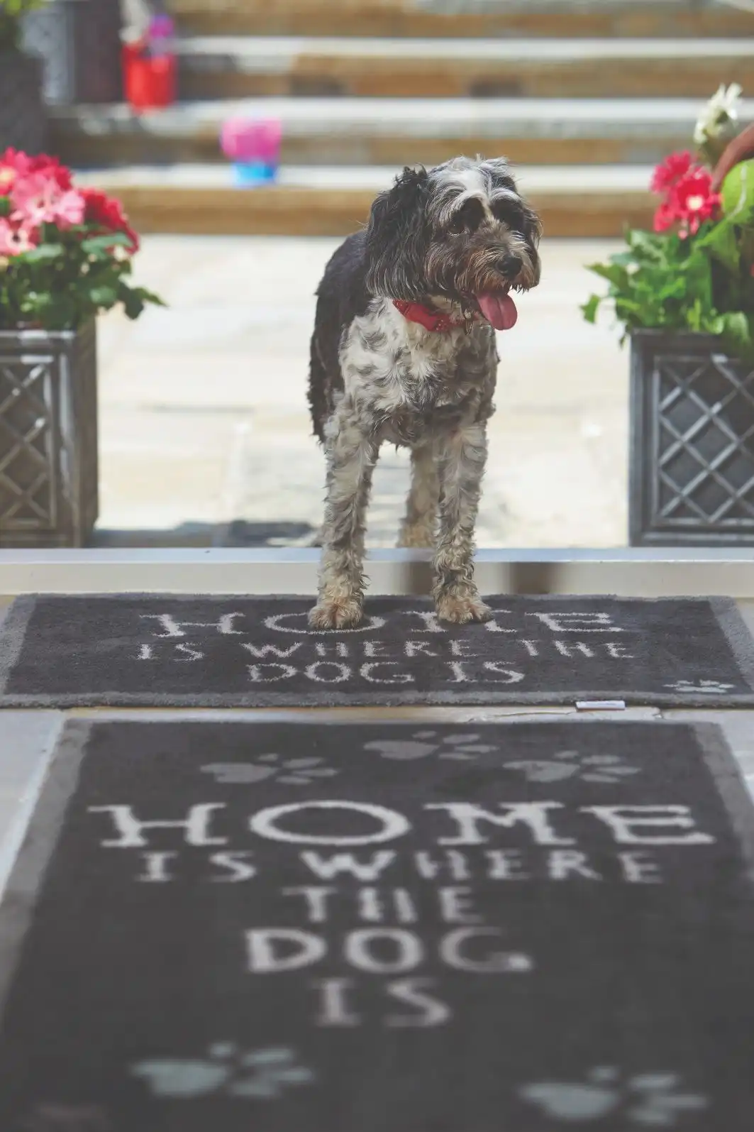 Howler & Scratch Home 2 Rug - Image 2